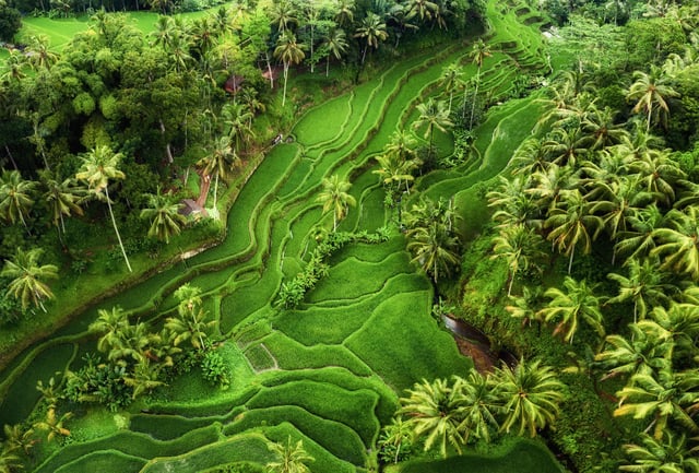 vista para os terraços de arroz em bali na asia