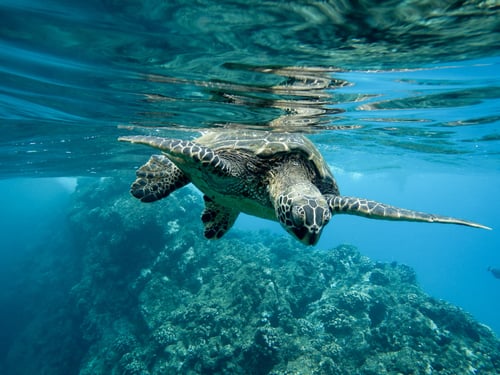 tartaruga-nas-aguas-da-indonesia