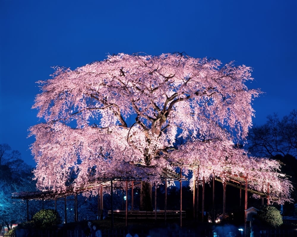 Parque Maruyama, Quioto