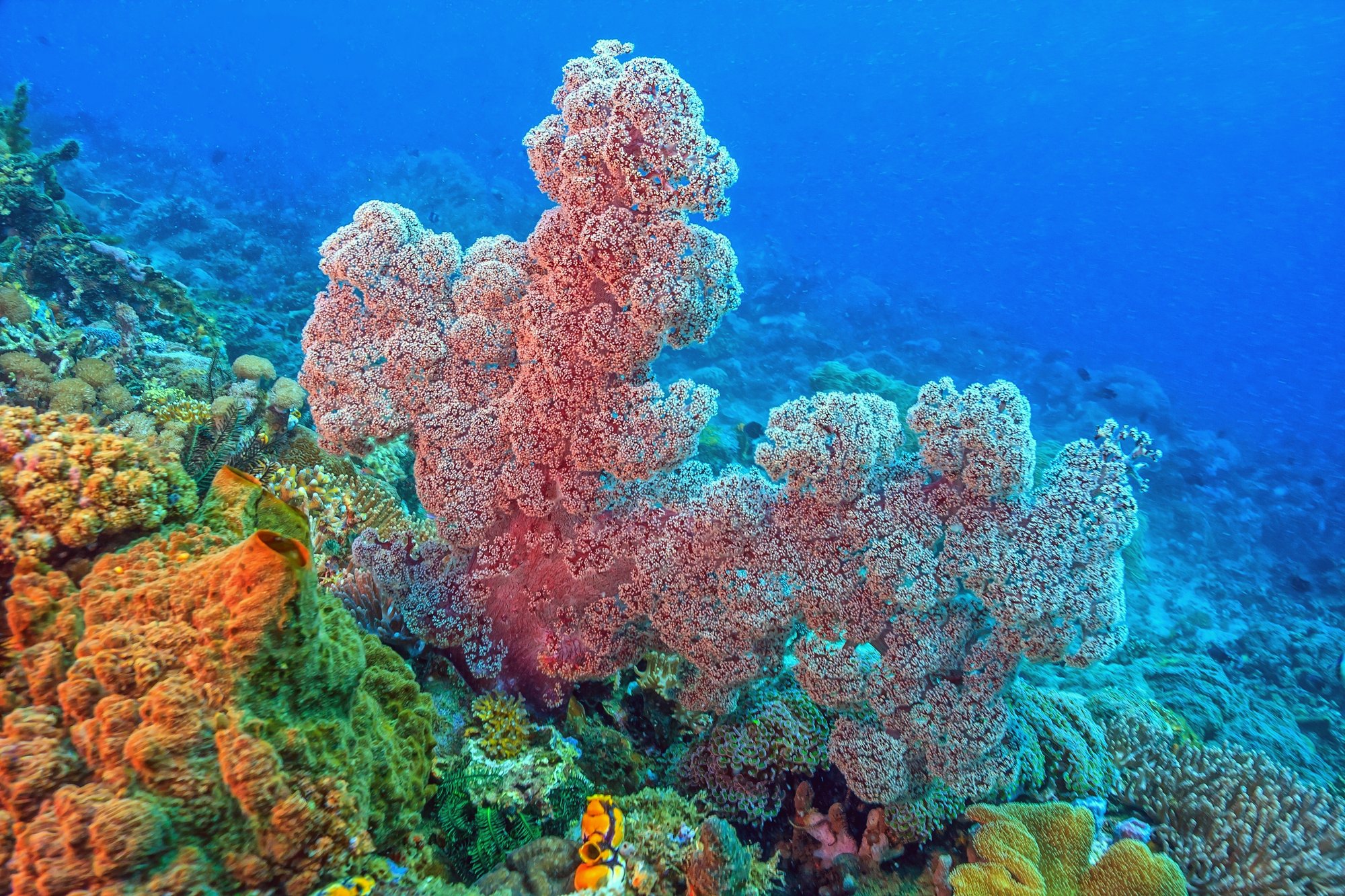 Queensland, na Austrália