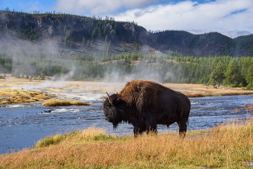 Yellowstone bisonte
