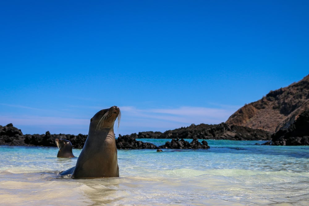 shutterstock_1955191333