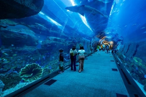  Dubai Aquarium 