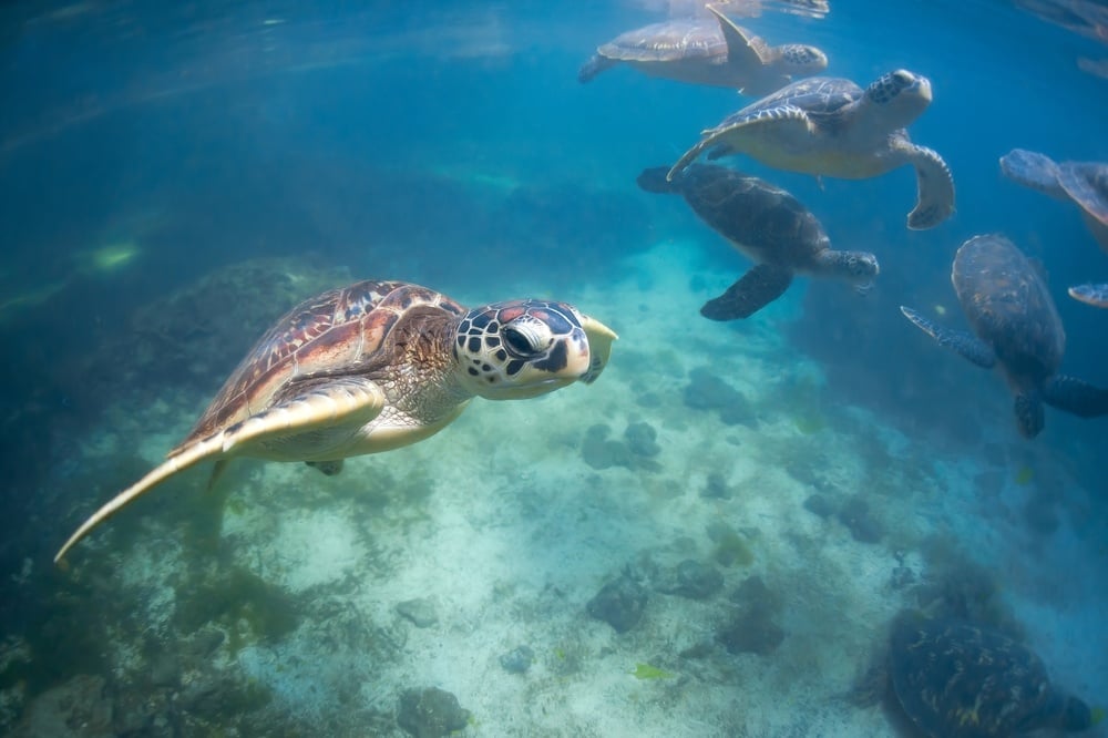 snorkeling