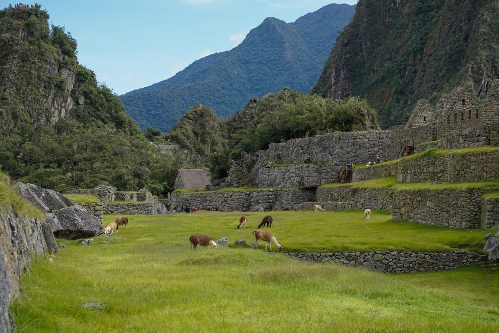 Lamas pastando em Machu Picchu