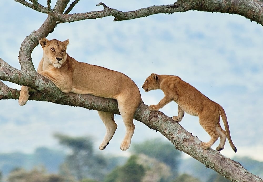 shutterstock_2626051157