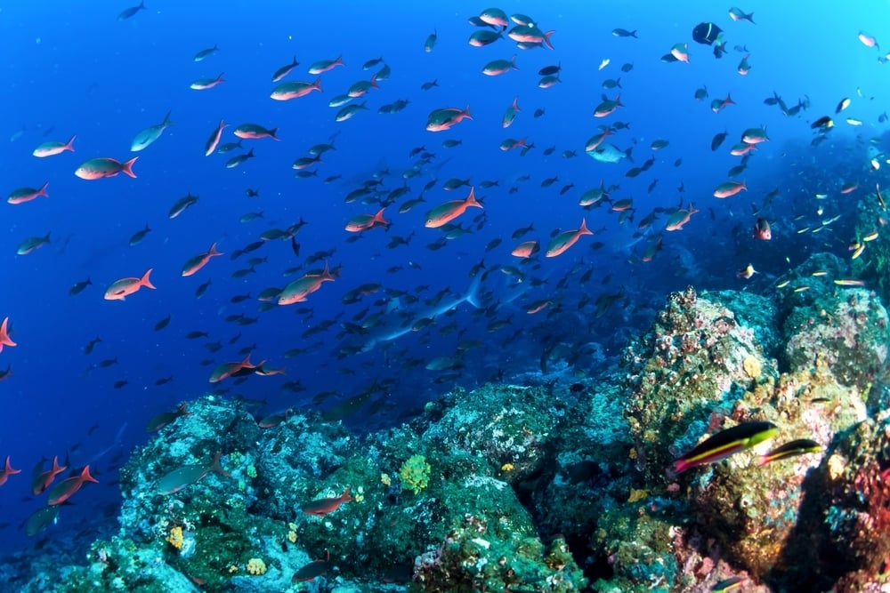 shutterstock_2704752591